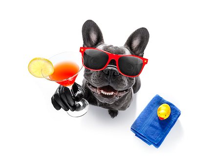 simsearch:400-07822392,k - cool drunk french bulldog  dog cheering a toast with cocktail drink , looking up to owner ,ready to go on summer vacation holidays Foto de stock - Super Valor sin royalties y Suscripción, Código: 400-09068200