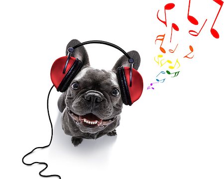 cool dj french bulldog dog listening or singing to music  with headphones and mp3 player, notes all around, isolated on white background Stock Photo - Budget Royalty-Free & Subscription, Code: 400-09068202