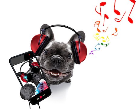 cool dj french bulldog dog listening or singing to music  with headphones and mp3 player, notes all around, isolated on white background Stock Photo - Budget Royalty-Free & Subscription, Code: 400-09068203