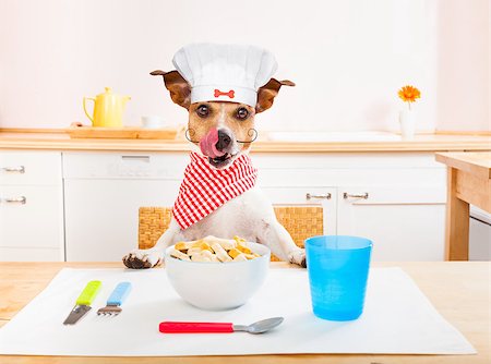 dog knife and fork - funny hungry jack russell dog  in kitchen cooking or eating on table with  white chef hat Stock Photo - Budget Royalty-Free & Subscription, Code: 400-09068216