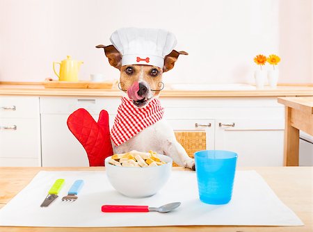 dog knife and fork - funny hungry jack russell dog  in kitchen cooking or eating on table with  white chef hat Stock Photo - Budget Royalty-Free & Subscription, Code: 400-09068217