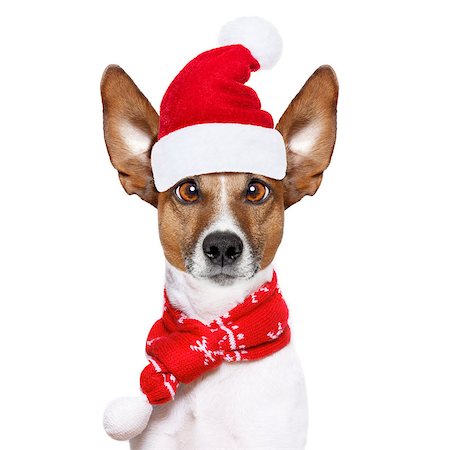 funny jack russell christmas pictures - christmas  santa claus  jack russell dog isolated on white background with  red  holiday hat , funny crazy  silly eyes Stock Photo - Budget Royalty-Free & Subscription, Code: 400-09068219