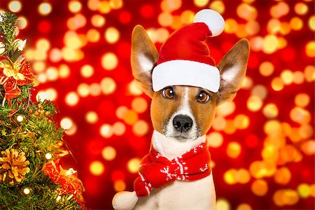 damedeeso (artist) - christmas  santa claus  jack russell dog with blur lights  background with  red  hat , behind  ,xmas decoration tree funny crazy silly eyes Stock Photo - Budget Royalty-Free & Subscription, Code: 400-09068213