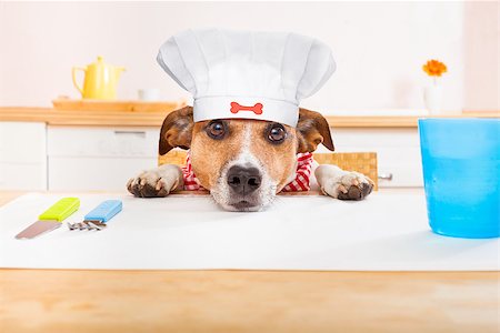 dog knife and fork - funny hungry jack russell dog  in kitchen cooking or eating on table with  white chef hat Stock Photo - Budget Royalty-Free & Subscription, Code: 400-09068224