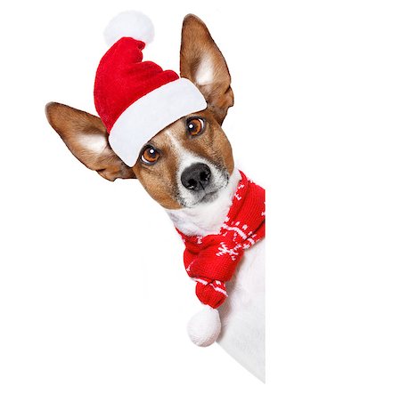 simsearch:400-07050961,k - christmas  santa claus  jack russell dog isolated on white background with  red  hat , besides white banner blank placard, funny crazy  silly eyes Stock Photo - Budget Royalty-Free & Subscription, Code: 400-09068221