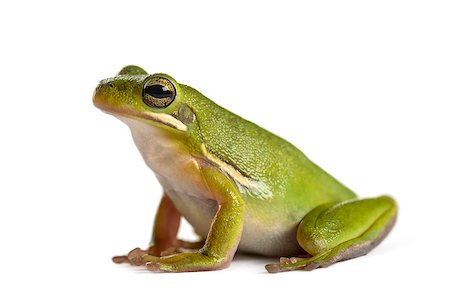 American green tree frog, isolated on white Photographie de stock - Aubaine LD & Abonnement, Code: 400-09068574