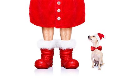 funny new years eve pics - christmas chihuahua santa claus  dog isolated on white background with red  hat and boots for the holidays Stock Photo - Budget Royalty-Free & Subscription, Code: 400-09068905