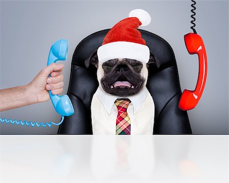 simsearch:400-07984991,k - office businessman pug  dog  as  boss and chef , busy and burnout , sitting on leather chair and desk, telephones hanging around, on christmas holidays vacation with santa claus hat Photographie de stock - Aubaine LD & Abonnement, Code: 400-09068906