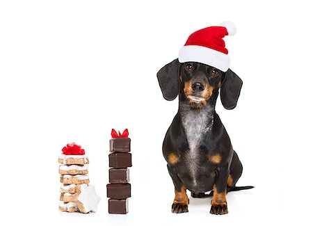 damedeeso (artist) - funny dachshund sausage  santa claus dog on christmas holidays wearing red holiday hat, isolated on white background, cookies or treats Fotografie stock - Microstock e Abbonamento, Codice: 400-09068903