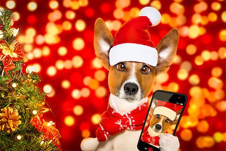 dog with christmas lights - christmas  santa claus  jack russell dog with blur lights  background with  red  hat , behind  ,xmas decoration tree ,funny crazy silly eyes, taking a selfie with smartphone or cell phone Stock Photo - Budget Royalty-Free & Subscription, Code: 400-09068918