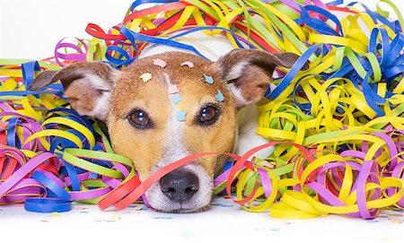 simsearch:400-08155906,k - funny jack russell dog having fun and a party with serpentine streamers, for birthday or happy new year Stock Photo - Budget Royalty-Free & Subscription, Code: 400-09068927