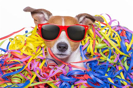 simsearch:400-08155906,k - funny jack russell dog having fun and a party with serpentine streamers, for birthday or happy new year, wearing sunglasses Stock Photo - Budget Royalty-Free & Subscription, Code: 400-09068928