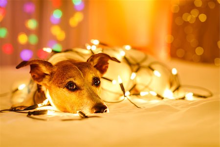 dog christmas light - jack russell dog resting and enjoying this christmas holidays with fancy fairy lights and looking cute at you ( low light photo) Stock Photo - Budget Royalty-Free & Subscription, Code: 400-09068923