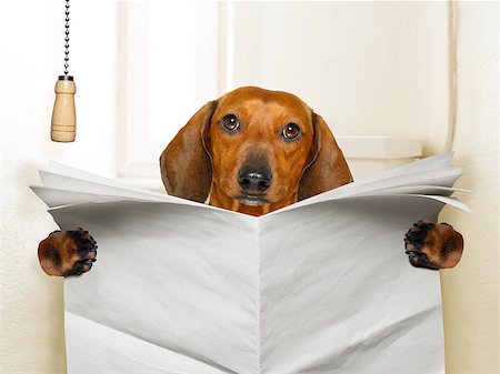 pooping - funny   sausage dachshund dog sitting on toilet and reading magazine or newspaper with constipation, blank empty paper Stock Photo - Budget Royalty-Free & Subscription, Code: 400-09068931