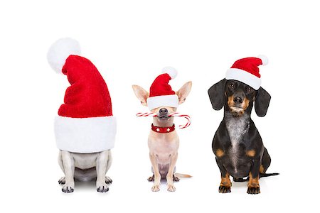funny new years eve pics - christmas  santa claus row of dogs isolated on white background,  with   funny  red holidays hat  and candy stick Stock Photo - Budget Royalty-Free & Subscription, Code: 400-09068944