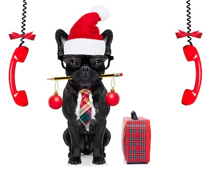 simsearch:400-07984991,k - office businessman french bulldog dog with pen or pencil in mouth with bag or suitcase isolated on white background, on christmas holidays vacation with santa claus hat and telephones hanging Photographie de stock - Aubaine LD & Abonnement, Code: 400-09068947