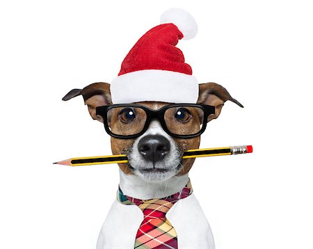 funny jack russell christmas pictures - jack russell dog with pencil or pen in mouth  wearing nerd glasses for work as a boss or secretary ,on christmas holidays vacation with santa claus hat Stock Photo - Budget Royalty-Free & Subscription, Code: 400-09068943