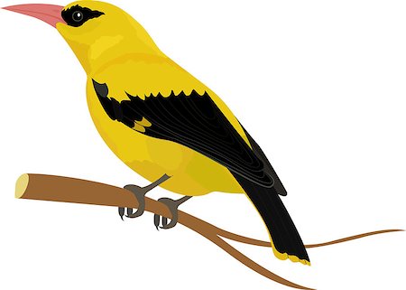 Oriole yellow bird vector illustration cartoon style isolated on white Photographie de stock - Aubaine LD & Abonnement, Code: 400-09068978