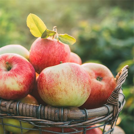 simsearch:400-04904209,k - Fresh ripe apples in the basket. Organic fruit. Closeup Photographie de stock - Aubaine LD & Abonnement, Code: 400-09069110