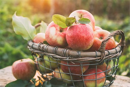 simsearch:400-04904209,k - Fresh ripe apples in the basket in the open air. Healthy food Photographie de stock - Aubaine LD & Abonnement, Code: 400-09069111