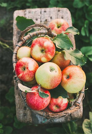 simsearch:400-07823938,k - Fresh ripe apples in the basket. Concept for healthy eating and nutrition. Photographie de stock - Aubaine LD & Abonnement, Code: 400-09069112