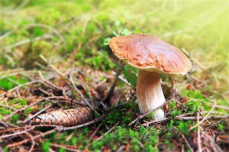 simsearch:400-07089206,k - Boletus edulis is edible mushroom. Pporcini on moss in forest. Healthy and delicates food. Foto de stock - Super Valor sin royalties y Suscripción, Código: 400-09069129
