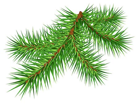 Green pine branch on white background. Vector illustration Foto de stock - Royalty-Free Super Valor e Assinatura, Número: 400-09069794