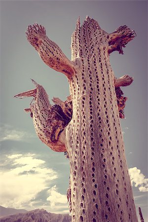 dry giant cactus detail in the Tilcara quebrada, Argentina Stock Photo - Budget Royalty-Free & Subscription, Code: 400-09069892