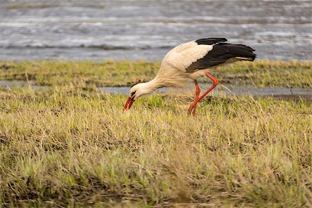 White stork hunting in grass near riverside Stock Photo - Budget Royalty-Free & Subscription, Code: 400-09062772