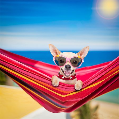 simsearch:400-08159708,k - chihuahua dog relaxing on a fancy red  hammock with sunglasses Foto de stock - Royalty-Free Super Valor e Assinatura, Número: 400-09063018