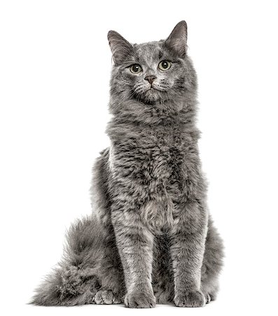 Chartreux sitting, isolated on white Photographie de stock - Aubaine LD & Abonnement, Code: 400-09063063
