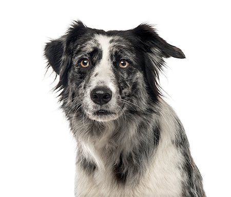 Close-up of a black and white Border Collie, 5 years old , isolated on white Photographie de stock - Aubaine LD & Abonnement, Code: 400-09063291