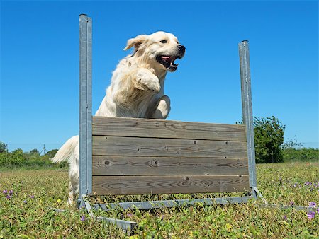 jumping dog in a training of obedience Foto de stock - Super Valor sin royalties y Suscripción, Código: 400-09063315