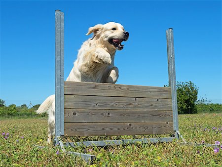 simsearch:400-05887877,k - jumping dog in a training of obedience Photographie de stock - Aubaine LD & Abonnement, Code: 400-09063315