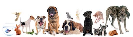 group of pet in front of white background Stock Photo - Budget Royalty-Free & Subscription, Code: 400-09063313