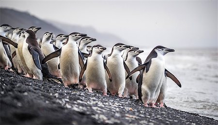 simsearch:400-04269039,k - A flock of Antarctic penguins stands on the beach near the water. Penguins look in the direction of the water. One penguin is turned with his back to the camera. The foreground is blurred. Fotografie stock - Microstock e Abbonamento, Codice: 400-09063490