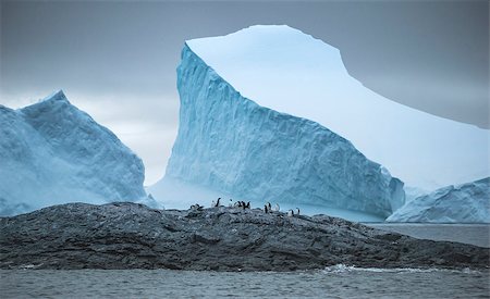 simsearch:400-07680375,k - Wide-angle shooting of a group of penguins on stones surrounded by icebergs and water. A group of penguins stand on a rock surrounded by the sea. Stock Photo - Budget Royalty-Free & Subscription, Code: 400-09063492