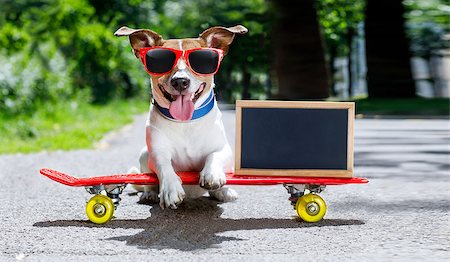 simsearch:400-08694289,k - jack russell terrier dog  riding a skateboard as a skater , with sunglasses in summer vacation Stock Photo - Budget Royalty-Free & Subscription, Code: 400-09063624