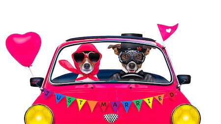 couple of two dogs driving  a  pink car or van just married, on gay pride day or csd Stock Photo - Budget Royalty-Free & Subscription, Code: 400-09063621