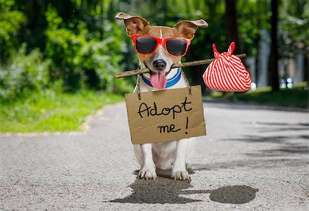 simsearch:400-08158224,k - lost  and homeless  jack russell dog with cardboard hanging around neck, abandoned at the street, waiting to be adopted Stockbilder - Microstock & Abonnement, Bildnummer: 400-09063634