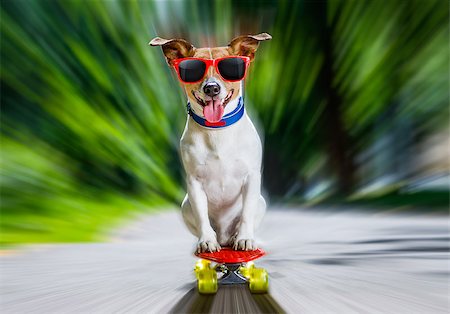 simsearch:400-08694289,k - jack russell terrier dog  riding very fast with speed a skateboard as skater , with sunglasses in summer vacation Stock Photo - Budget Royalty-Free & Subscription, Code: 400-09063635