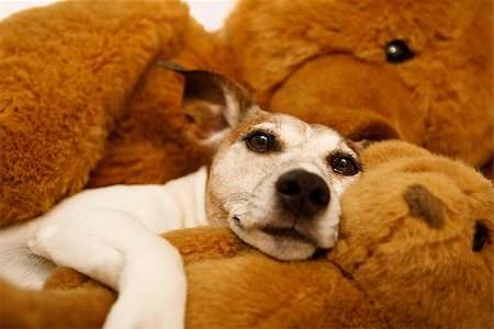people animal cuddle - jack russell terrier dog resting  having  a siesta  on his bed with his teddy bear,   tired and sleepy Stock Photo - Budget Royalty-Free & Subscription, Code: 400-09063631