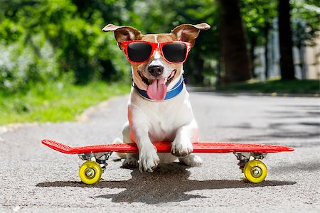 simsearch:400-08694289,k - jack russell terrier dog  riding a skateboard as a skater , with sunglasses in summer vacation Stock Photo - Budget Royalty-Free & Subscription, Code: 400-09063632