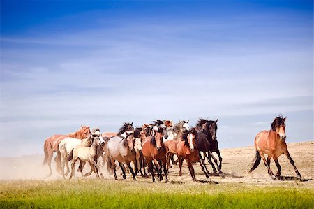 The herd of horses quickly rushes through the steppe. Stock Photo - Budget Royalty-Free & Subscription, Code: 400-09063684