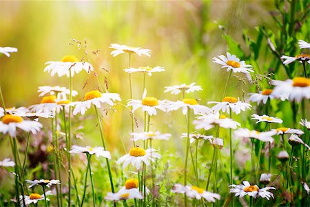 phantom1311 (artist) - Flowers of chamomile in a meadow with shallow depth of field Stock Photo - Budget Royalty-Free & Subscription, Code: 400-09063713