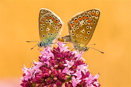 common blue, pair during reproduction on a oregano Photographie de stock - Aubaine LD & Abonnement, Code: 400-09063747