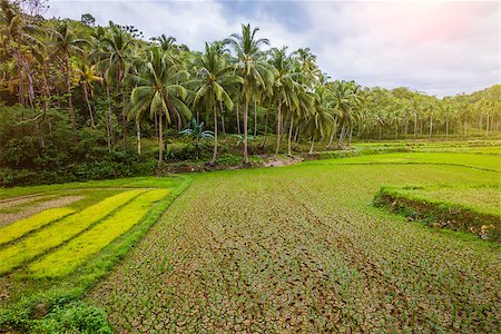 simsearch:400-04334269,k - Small paddy rice field on Bohol, Philippines. Foto de stock - Royalty-Free Super Valor e Assinatura, Número: 400-09063777