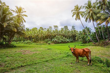 Small paddy rice field on Bohol, Philippines. Stock Photo - Budget Royalty-Free & Subscription, Code: 400-09063778