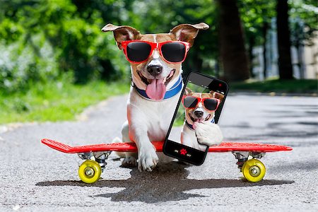 simsearch:400-08694289,k - jack russell terrier dog  riding very fast with speed a skateboard as skater , with sunglasses in summer vacation, taking a selfie with smartphone or cell phone Stock Photo - Budget Royalty-Free & Subscription, Code: 400-09063832