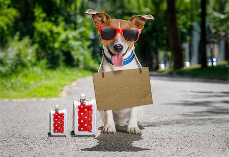 lost  and homeless  jack russell dog with cardboard hanging around neck, abandoned at the street and luggage or bags waiting to be adopted Foto de stock - Super Valor sin royalties y Suscripción, Código: 400-09063833